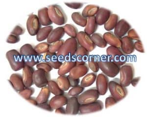 Erythrina suberosa Seeds